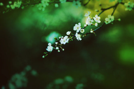 Delicate white beautiful cherry blossoms bloom on thin branches at the beginning of the summer...