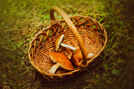 In a clearing among the green grass there is a wooden wicker basket with three mushrooms. Go to the forest for mushrooms. The process of collecting mushrooms.の写真素材
