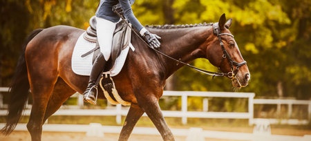 A rider in the saddle praises a bay horse, affectionately patting the neck on a summer day....