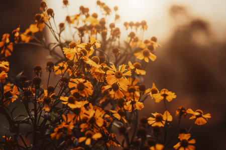 The beautiful yellow flowers of helenium fade, illuminated by sunlight at sunset. Autumn and the beauty of nature.の写真素材