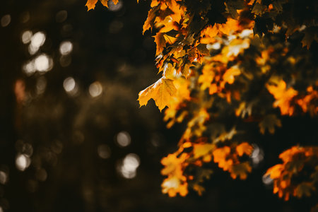 Beautiful yellow maple leaves on the branches of a tree on an autumn dark evening. Nature in September.の写真素材