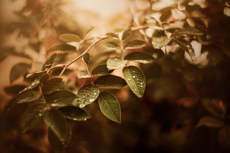 The beautiful green leaves growing on the bush are covered with raindrops and illuminated by sunlight on a summer morning. The beauty of nature.の写真素材