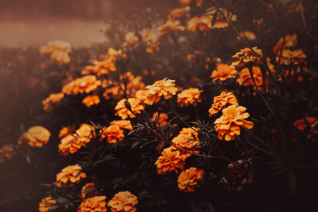 Beautiful orange decorative marigold flowers bloom on a flower bed in the evening twilight of autumn. nature and beauty.の写真素材