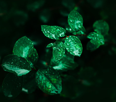 The beautiful green leaves of the bush are covered with transparent clear drops of recent rain on a...