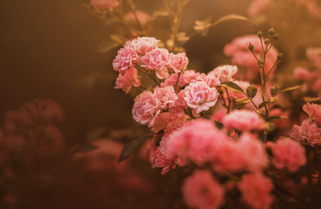 Beautiful pink rose flowers bloom on the branches of the bush, illuminated by the morning sunlight in the garden. The beauty of nature.の写真素材