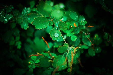 On the beautiful green leaves of celandine there were transparent drops of water after the rain on a summer day. weather and nature. Plants.の写真素材