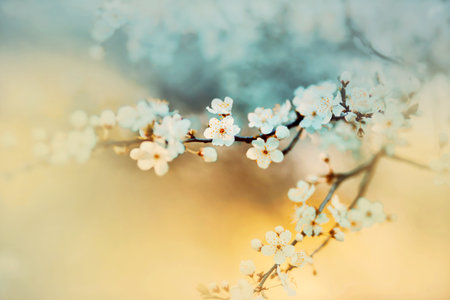 Beautiful white cherry blossoms bloom on a sunny spring day. The beauty of nature. Flowering in late...