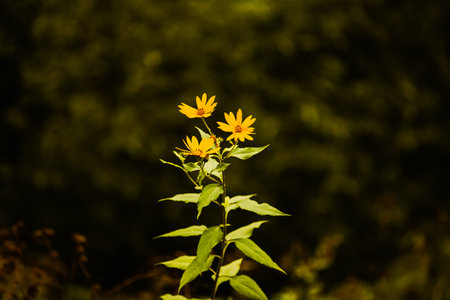 Beautiful yellow Jerusalem artichoke flowers bloom on a long stem with green leaves on a dark summer...