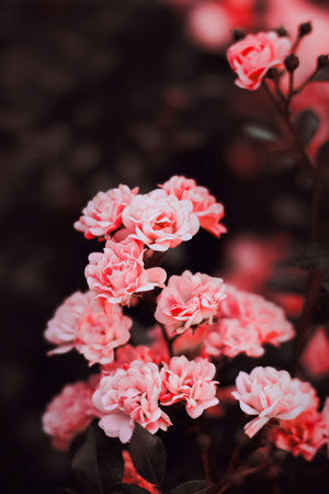 Beautiful pink rose flowers bloom on the branches of a bush with dark leaves in the garden. The beauty of nature.の写真素材