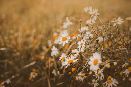 Beautiful white daisy flowers covered with dew drops blooms in a field among the grass on a summer morning. The beauty of the wild.の写真素材