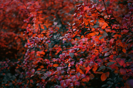 Beautiful fabulous red cotoneaster leaves grow on a bush on a dark autumn day. The colors of autumn and the beauty of nature.の写真素材