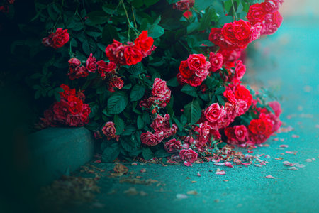 Beautiful scarlet rose flowers bloom, dropping delicate red petals on the asphalt. The beauty of...