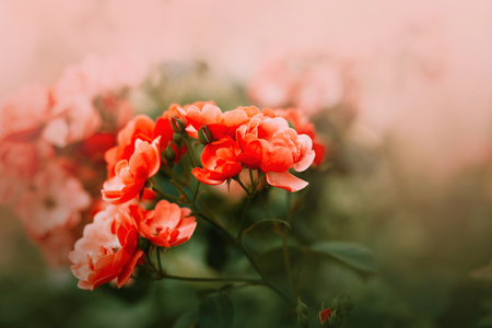 Beautiful scarlet rose flowers with delicate petals bloom in the garden in spring. The beauty of nature. Bouquet.の写真素材