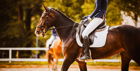 A beautiful bay horse with a rider in the saddle participates in dressage competitions on a summer day. Equestrian sports and horse riding.の写真素材