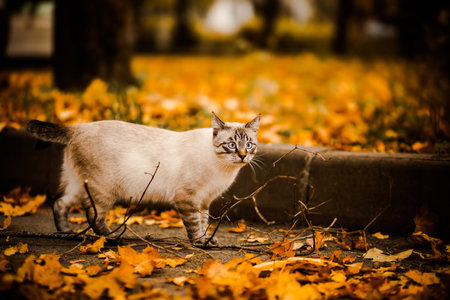 Cute beautiful Thai cat walks down the street among the yellow fallen leaves on an autumn day. A walk of a pet in nature.の写真素材