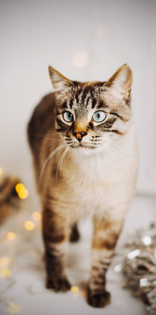 A beautiful tabby gray Thai cat stands among garlands and Christmas decorations. Christmas with a pet.の写真素材