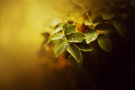 Beautiful leaves green growing on the bush are covered with raindrops. season and nature. Plants in summer.の写真素材