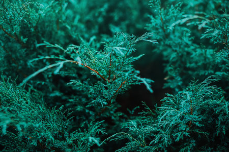 Beautiful background of growing blue branches of thuja. Coniferous plants in the summer. nature and flora.の写真素材
