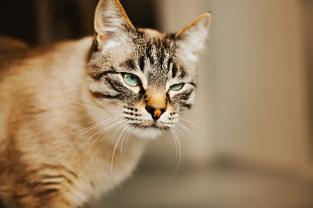A close-up portrait of a beautiful tabby Thai cat who squints his eyes. Favorite pet.の写真素材