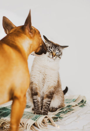 A cute tabby cat is sitting on a plaid blanket, and a playful ginger bull terrier is happily sniffing it. The cat and the dog are friends. Pets.の写真素材