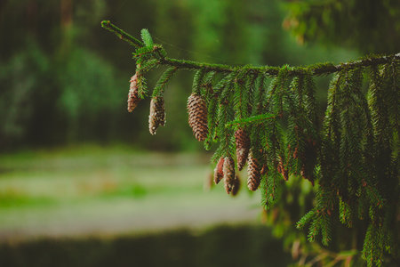 Beautiful lush green branches of spruce with mature cones on which resin flows on a summer day. Coniferous forests. Nature.の写真素材