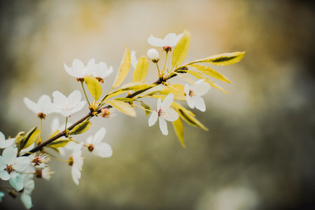 Beautiful white fragrant cherry blossoms bloom on the branches of a bush with green young leaves on a sunny spring day.の写真素材