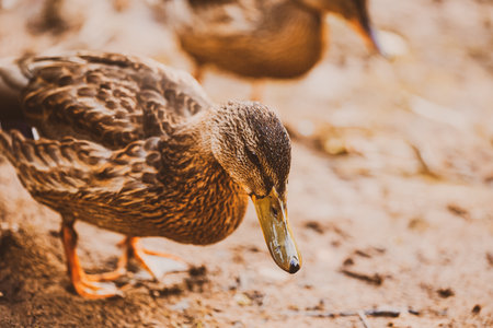 Two cute ducks with brown plumage are walking along the muddy shore of the pond. river animals.の写真素材