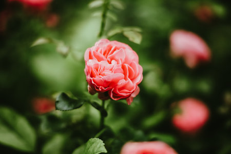 A beautiful lush red rose flower blooms on a thin stem in the garden on a warm sunny summer day. The beauty of nature.の写真素材