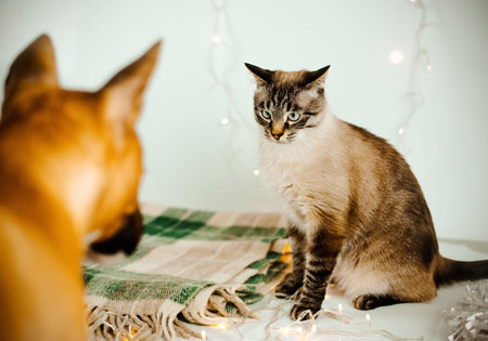A tabby domestic cat looks attentively at a ginger bull terrier sitting opposite. The relationship of a cat and a dog.の写真素材
