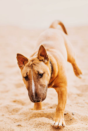 Cute playful ginger bull terrier happily runs along the sandy beach on a summer day. Relaxing with a dog.の写真素材