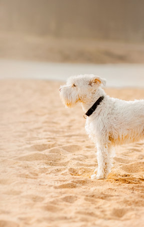 Portrait of a beautiful white terrier standing on a sandy beach and looking into the distance on a summer day. The dog is on vacation.の写真素材