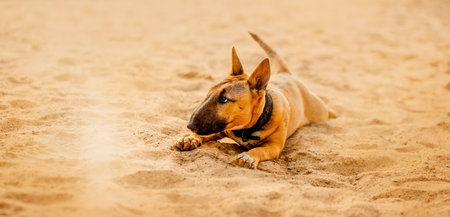 Cute ginger bull terrier puppy is lying on a sandy beach on a summer day. The dog is on vacation.の写真素材