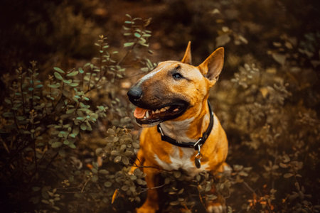 A beautiful ginger bull terrier sits among the dark foliage of greenery in the forest. Walking with a dog in nature.の写真素材