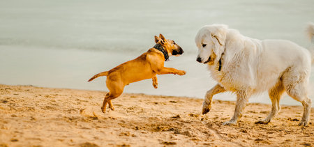 Cute ginger bull terrier puppy has fun playing with a white big purebred dog on the beach in summer. Pet games on a walk.の写真素材
