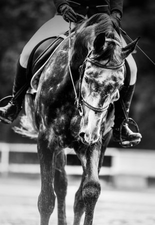 A black and white portrait of a dappled gray horse with a rider in the saddle. Riding a horse. Equestrian sports and active classes.の写真素材