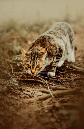 Cute spotted stray cat walks in nature in summer. The cat is self-walking.の写真素材