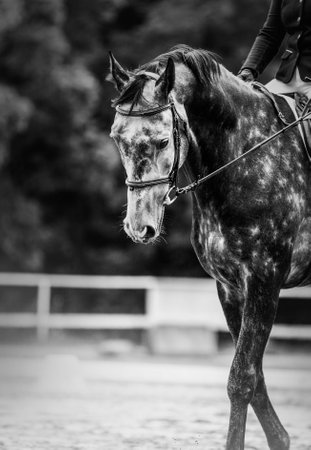 A black and white portrait of a beautiful dappled gray horse with a rider in the saddle. Equestrian sports and horse riding.の写真素材