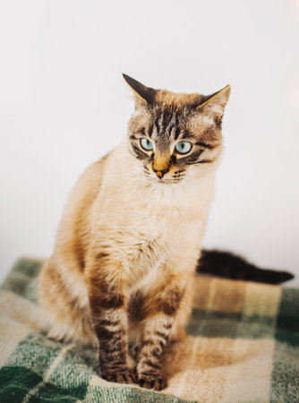 Cute beautiful house cat with blue eyes is sitting on a green woolen plaid at home. Favorite pet and home comfort.の写真素材