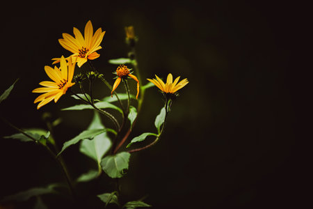 Beautiful yellow wild flowers of Jerusalem artichoke bloom on a long stem with green leaves in the twilight of a summer evening. Nature.の写真素材