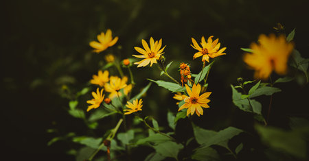 Beautiful yellow jerusalem artichoke flowers bloom on bushes with green leaves in the summer twilight. Nature.の写真素材