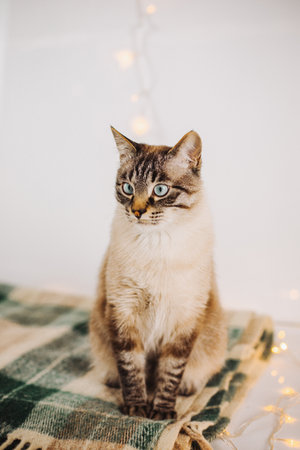 A cute, beautiful domestic cat is sitting on a green woolen blanket near the glowing Christmas garlands. A holiday with a pet.の写真素材