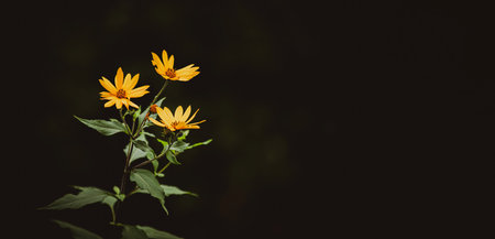 Beautiful yellow jerusalem artichoke flowers bloom on a long stem with green leaves in the summer twilight. background.の写真素材