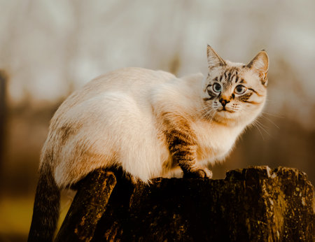 A beautiful fluffy tabby cat is sitting on an old dark large stump in the park. A walk of a pet in nature.の写真素材