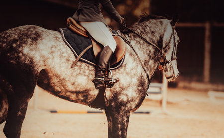 A fast dappled gray horse with a rider in the saddle gallops to the barrier at a show jumping competition. Equestrian sports and horse riding.の写真素材