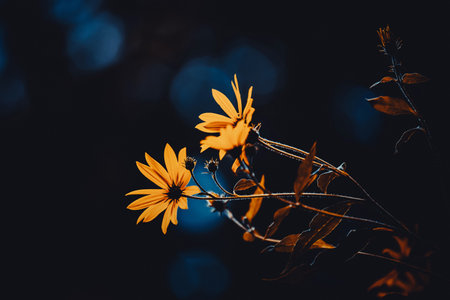 Beautiful yellow jerusalem artichoke flowers bloom on thin stems in the evening twilight of summer. The beauty of nature.の写真素材
