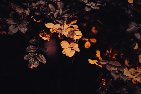 Beautiful yellow leaves on the rosehip branches on an autumn evening. autumn season.の写真素材