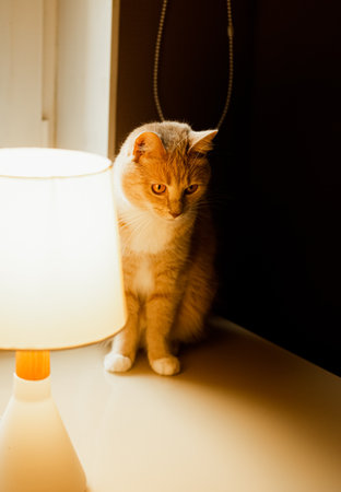 A beautiful ginger fluffy cat is sitting on a table near a glowing desk lamp in the early evening. Home comfort with your pet.の写真素材