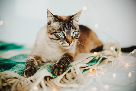 A tabby fluffy domestic cat lies on a soft woolen blanket near the glowing Christmas garlands. A pet and Christmas decorations.の写真素材