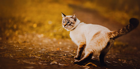 Cute fluffy purebred cat walks through the autumn park, wagging his long tail. A walk with a pet.の写真素材