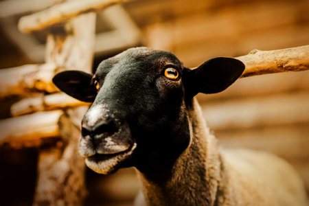 Portrait of a beautiful dark sheep standing in a wooden paddock on a farm. agriculture and livestock. Sheepcare.の写真素材
